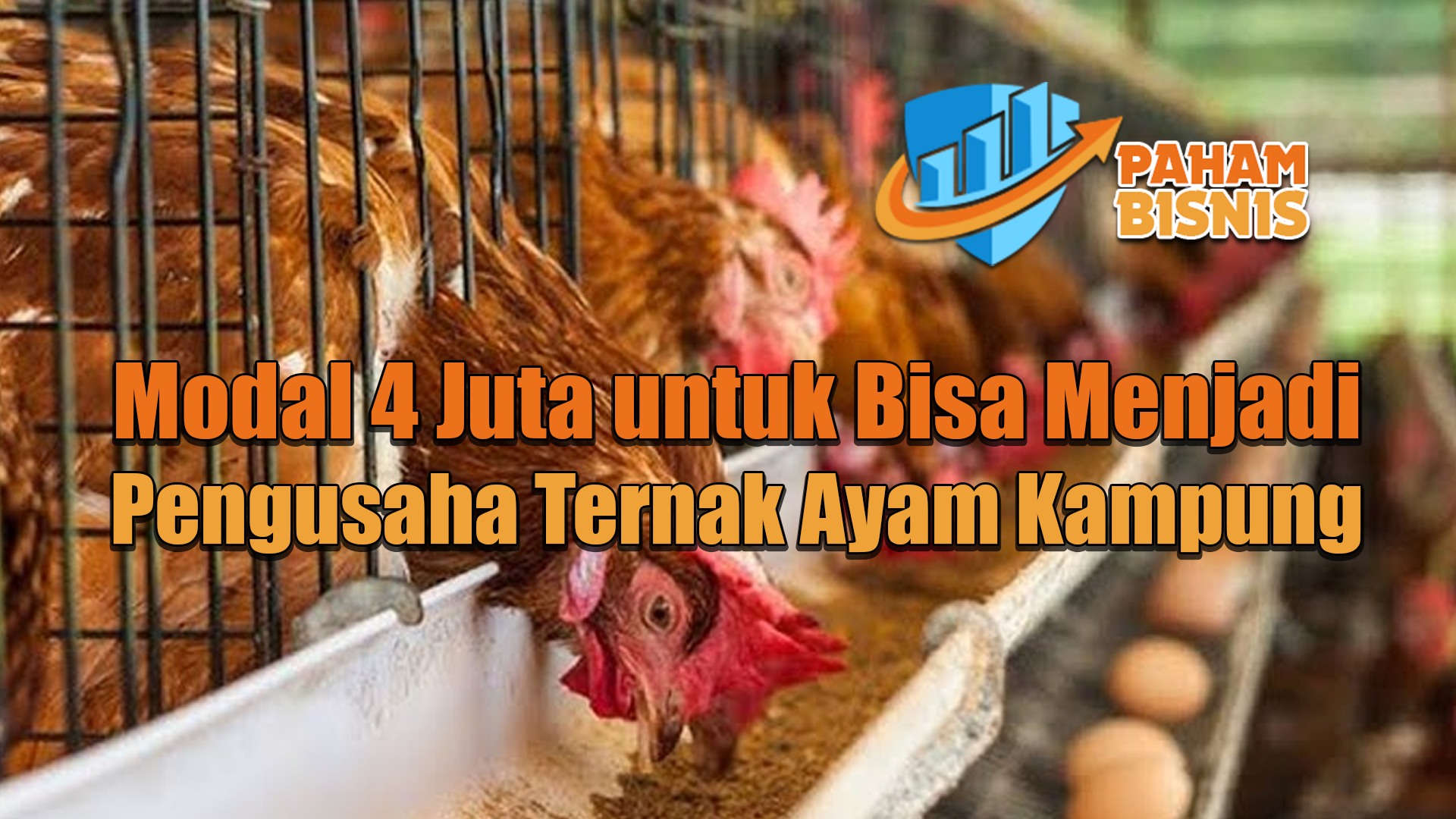 Modal 4 Juta untuk Bisa Menjadi Pengusaha Ternak Ayam Kampung