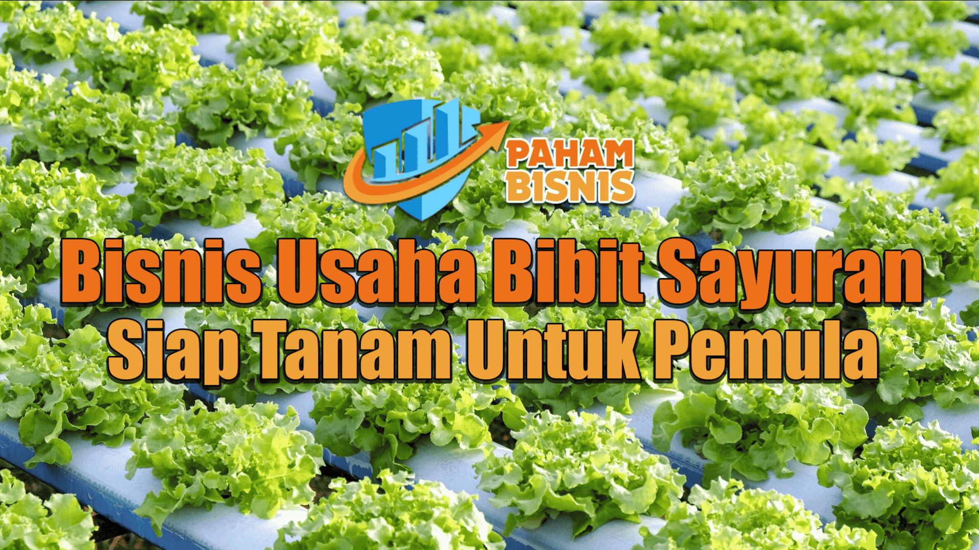 Bisnis Usaha Bibit Sayuran Siap Tanam Untuk Pemula