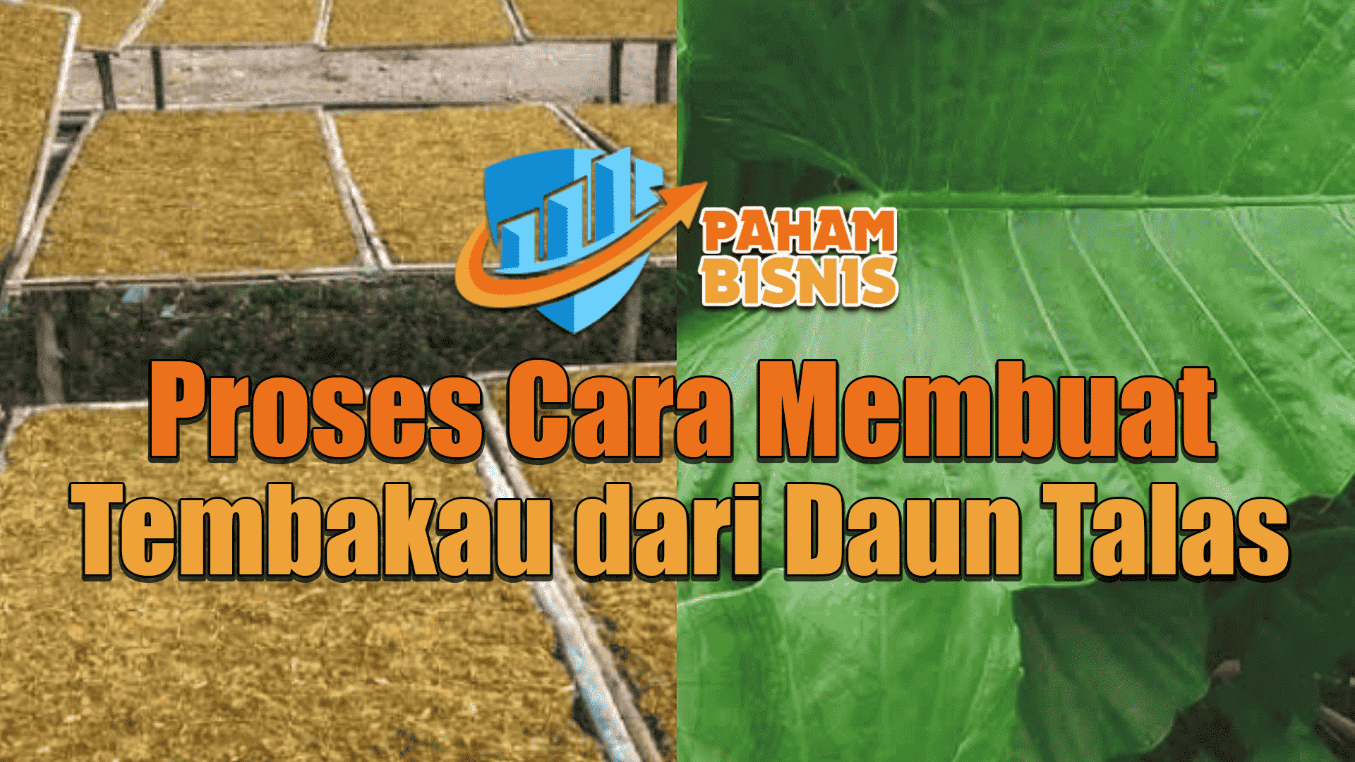 Proses Cara Membuat Tembakau dari Daun Talas